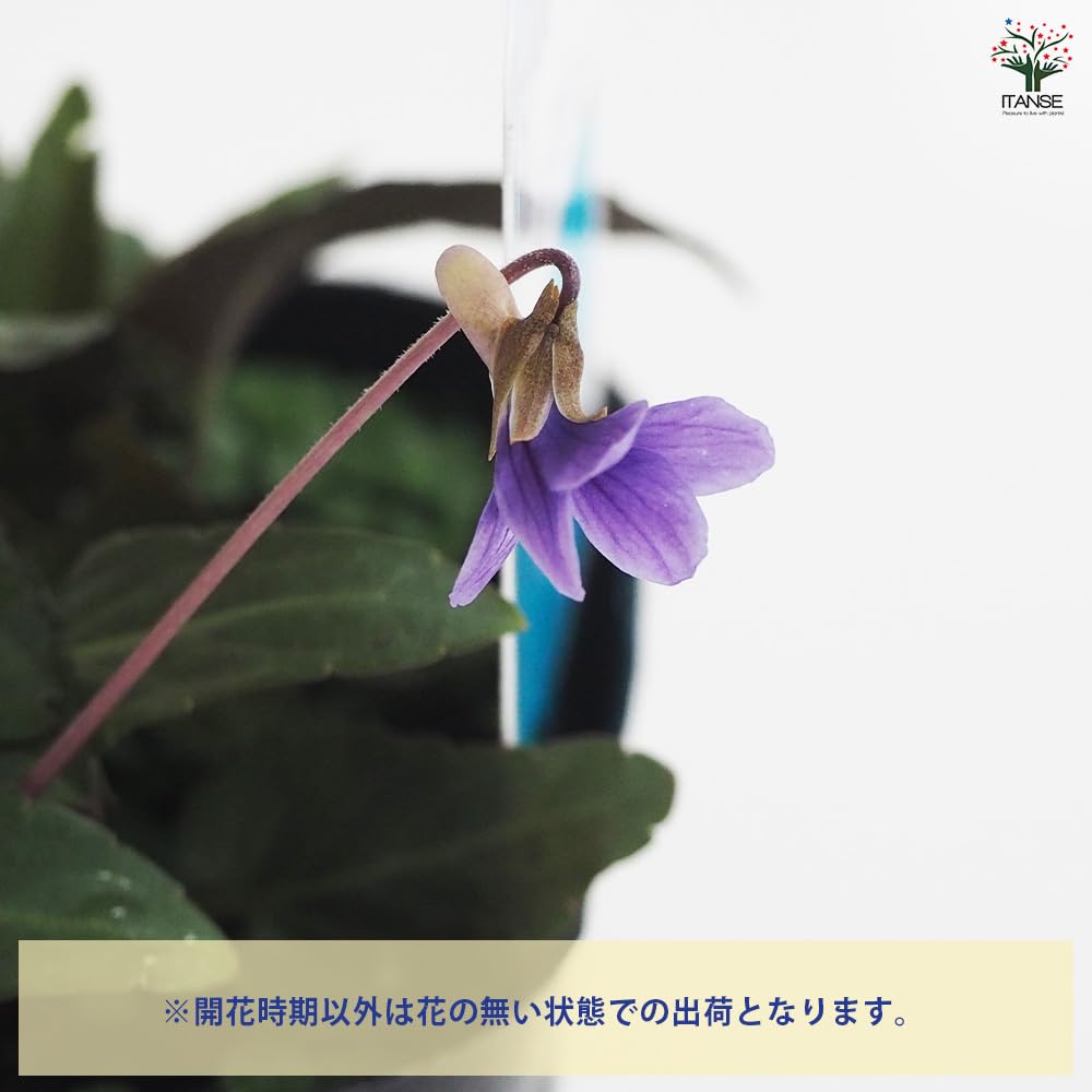 Amazon.co.jp: ITANSE 宿根日本スミレ 品種：ヒメスミレ 3号 1個